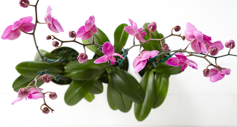 How to choose top quality Orchid