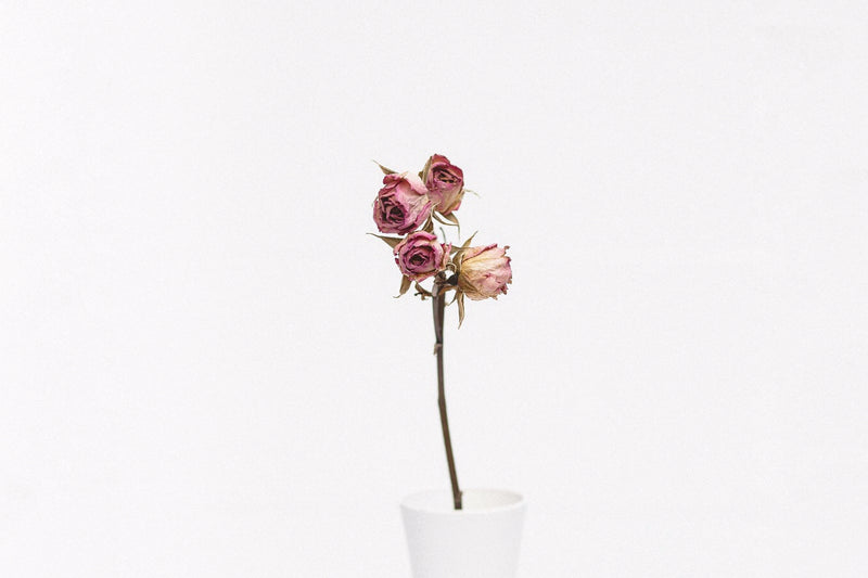 dried flowers