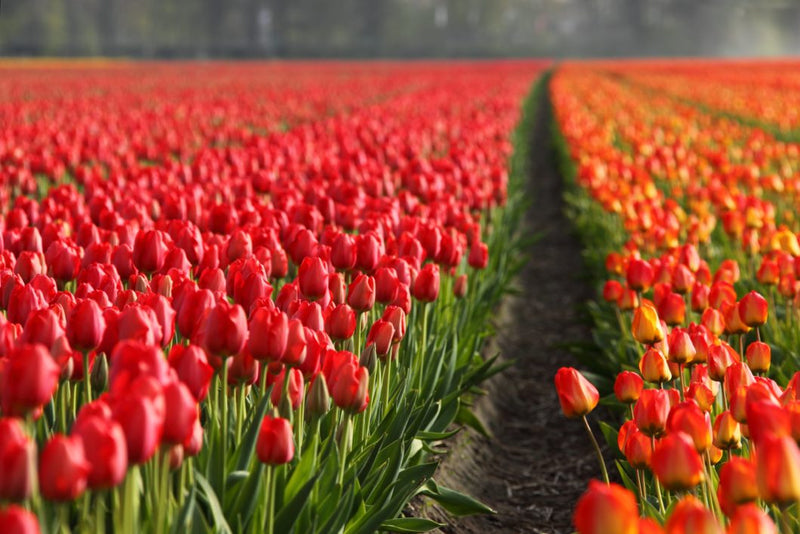 Brands and Origins of Eternal Flowers