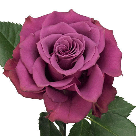 Blueberry Rose – Léselle