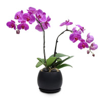 Fresh Orchid Bowl - Fuchsia Phalaenopsis (L) 1-3 Stems