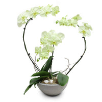 Fresh Orchid Bowl - Green Phalaenopsis (L) 1-3 Stems