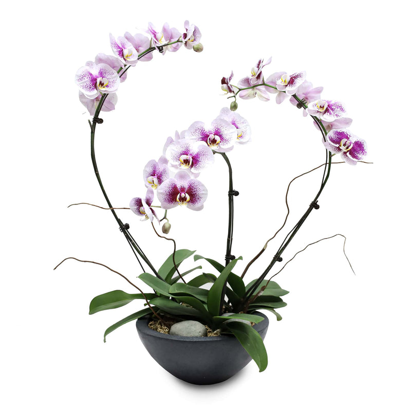 Fresh Orchid Bowl - Night Pearl Phalaenopsis - 1-3 Stems