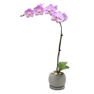 Fresh Orchid Bowl - Pink Phalaenopsis (L) 1-3 Stems