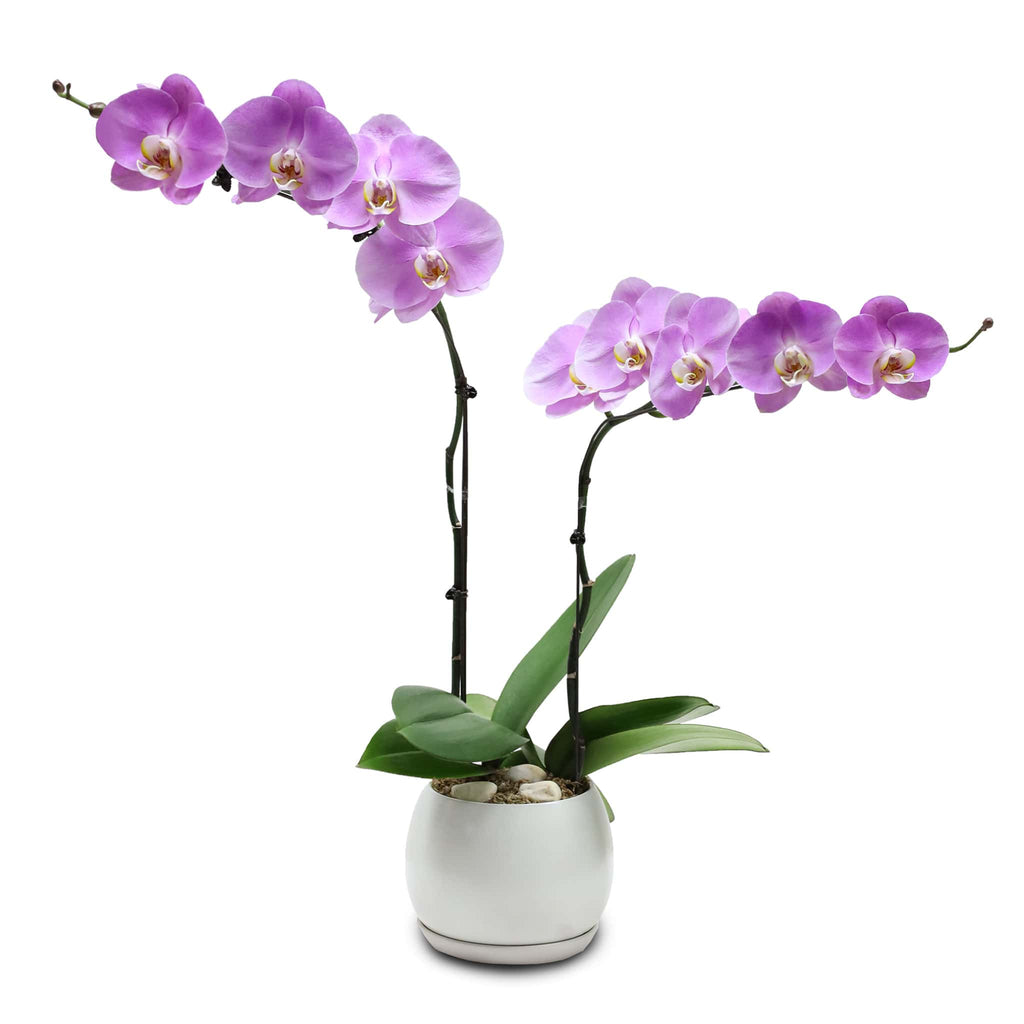 Fresh Orchid Bowl - Pink Phalaenopsis (L) 1-3 Stems