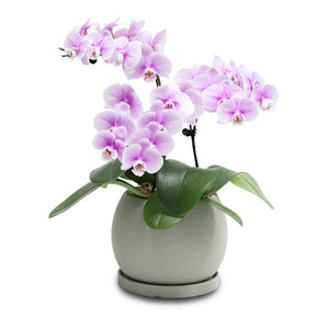 Fresh Orchid Bowl - Pink Phalaenopsis (S) 1-3 Stems