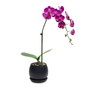 Fresh Orchid Bowl - Purple Phalaenopsis (L) 1-3 Stems