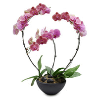 Fresh Orchid Bowl - Rosewood Phalaenopsis - 1-3 Stems