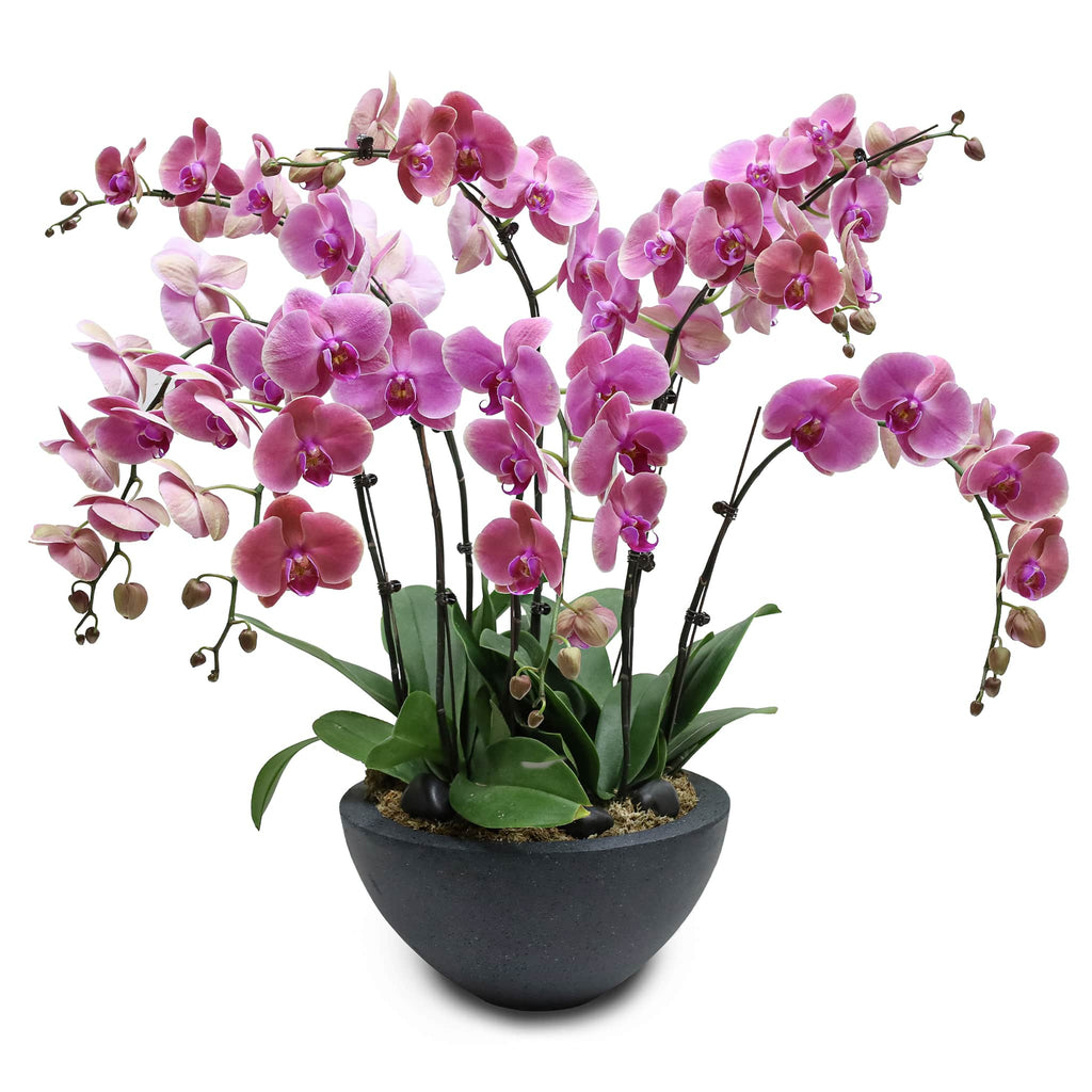 Fresh Orchid Bowl - Rosewood Phalaenopsis - 5+ Stems