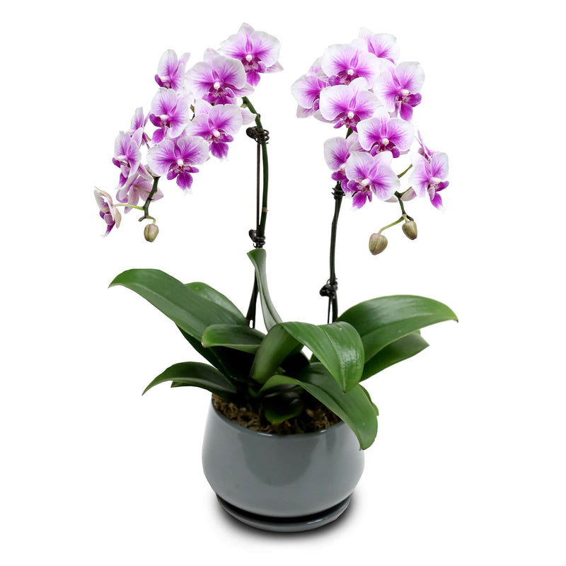 Fresh Orchid Bowl - Taffy Pink Phalaenopsis (S) 1-3 Stems