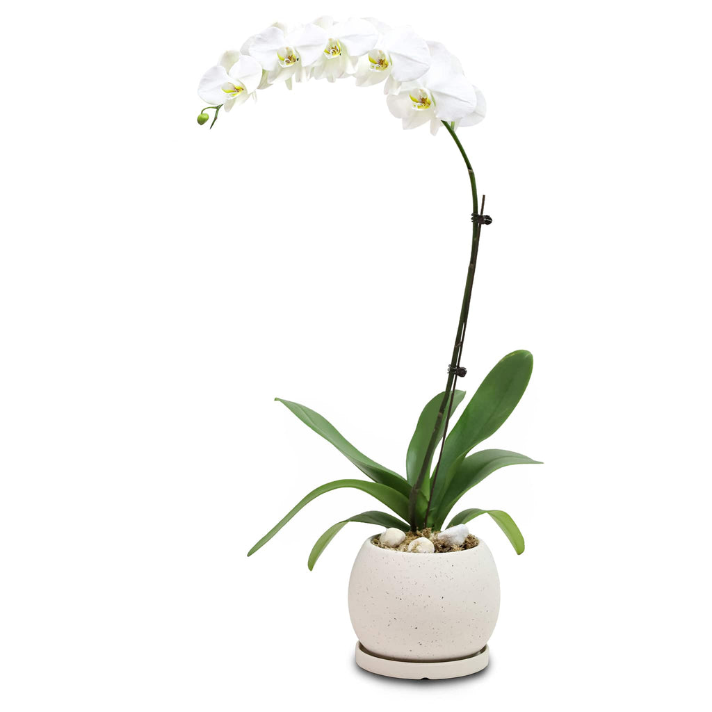 Fresh Orchid Bowl - White Phalaenopsis (L) 1-3 Stems