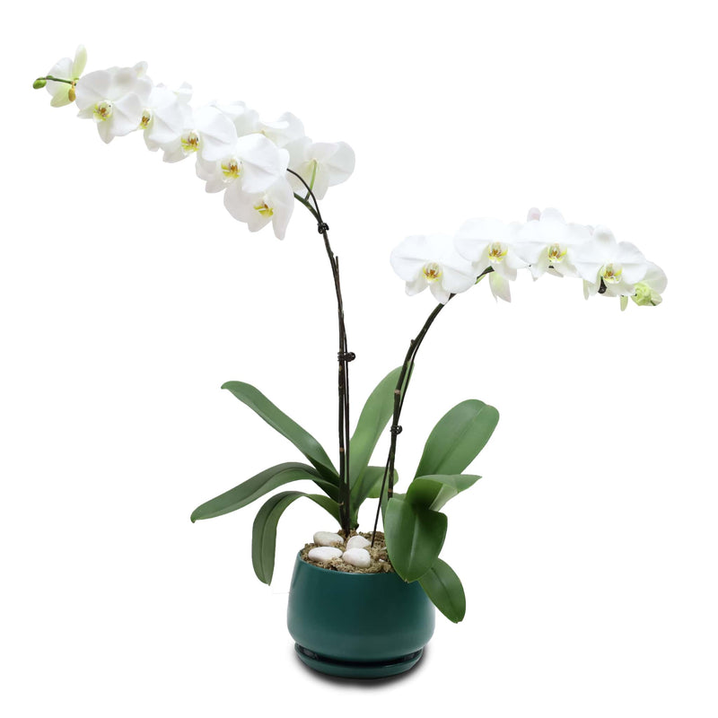 Fresh Orchid Bowl - White Phalaenopsis (L) 1-3 Stems