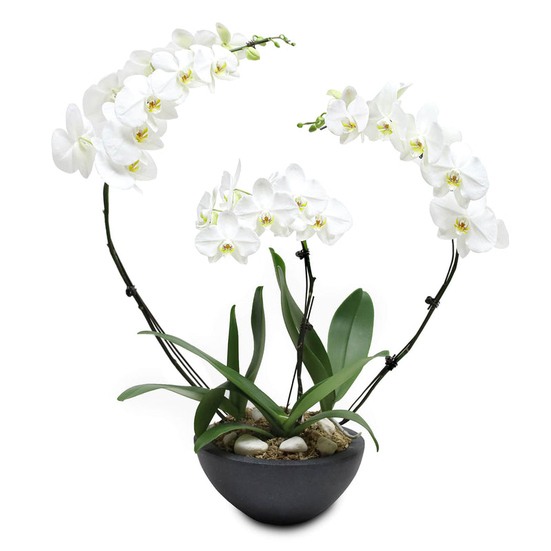 Fresh Orchid Bowl - White Phalaenopsis (L) 1-3 Stems