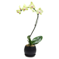 Fresh Orchid Bowl - Yellow Phalaenopsis (L) 1-3 Stems