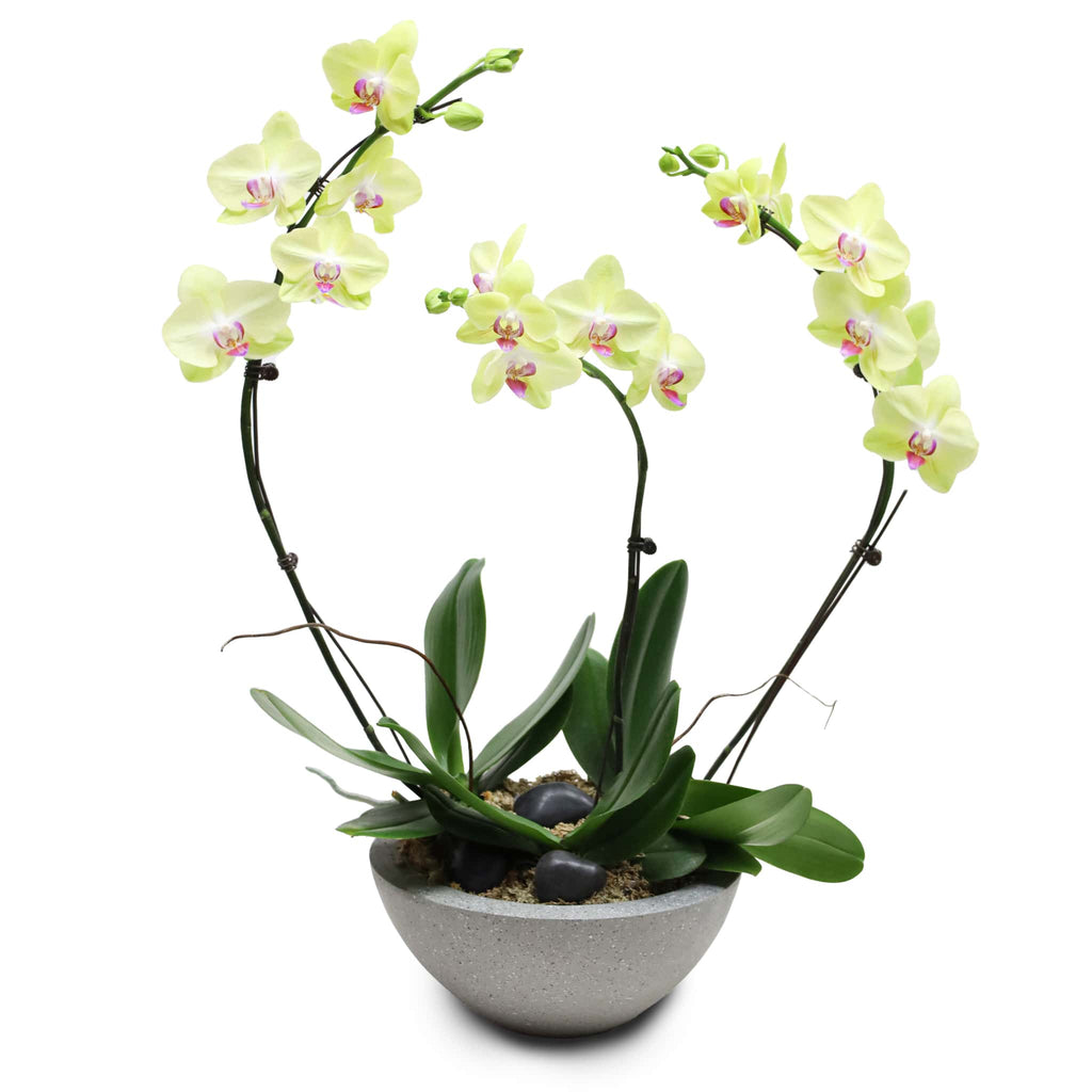 Fresh Orchid Bowl - Yellow Phalaenopsis (L) 1-3 Stems