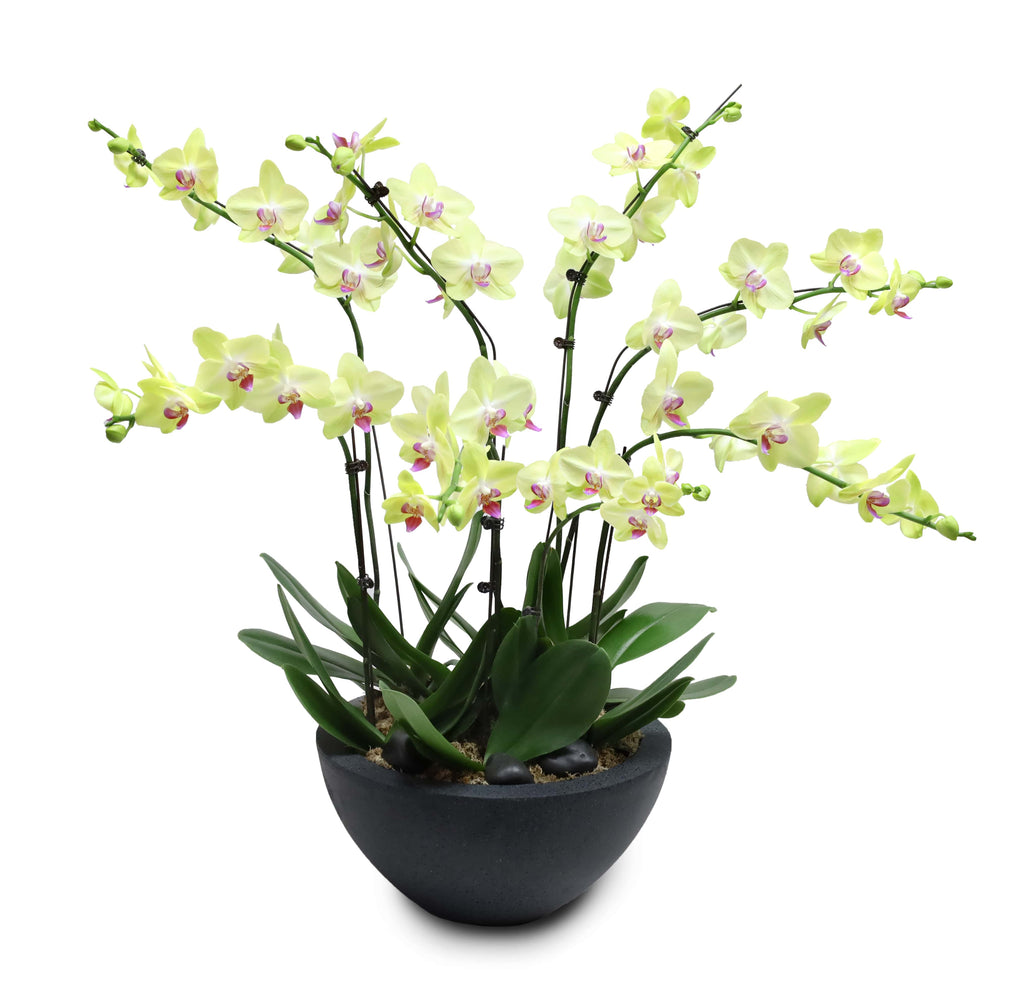 Fresh Orchid Bowl - Yellow Phalaenopsis (L) 5+ Stems